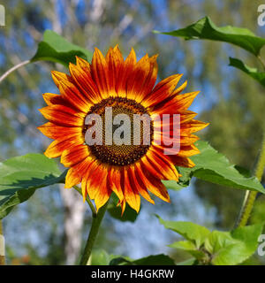 Einzelne Spieleheustadl Im Sommer - einzelne Sonnenblume im Sommer, Garten Pflanze Stockfoto