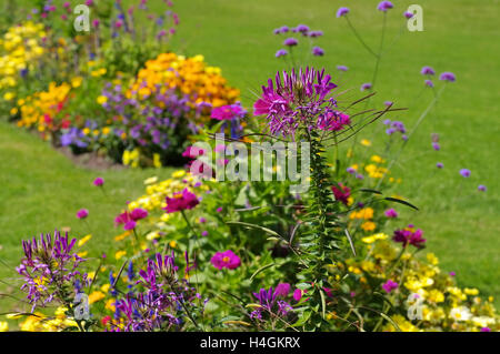 Spinnenblume, Cleome Spinosa - Spinne Blume oder Spider-Anlage, Cleome spinosa Stockfoto