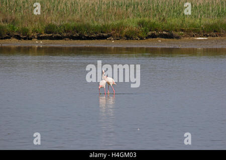 Zwei Flamingos in der Paarung Ritual Köpfe umschlungen lateinischen Fenicottero Phoenicopterus Ruber in Comacchio das Po-Delta von Ruth Schwan Stockfoto