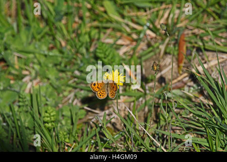 Wand braun Schmetterling lateinischen Namen Lasiommata Megera Fütterung auf eine gelbe Blume in Italien von Ruth Schwan Stockfoto