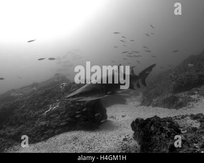 Black and White Shark Byron Bay Australien Julian Rocks Stockfoto