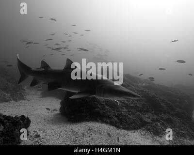 Black and White Shark Byron Bay Australien Julian Rocks Stockfoto