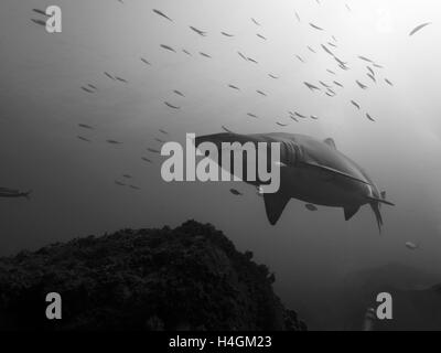 Black and White Shark Byron Bay Australien Julian Rocks Stockfoto