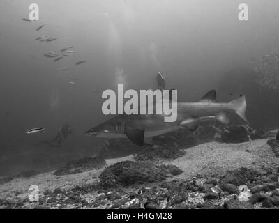 Black and White Shark Byron Bay Australien Julian Rocks Stockfoto