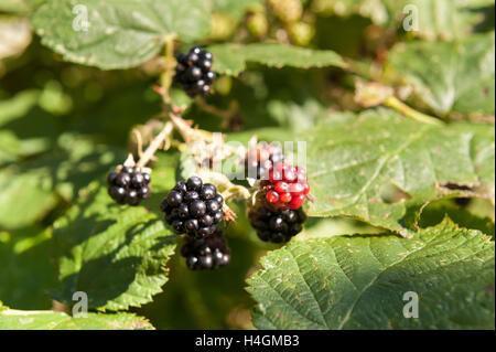 saftige saftigen Brombeeren Reifen in einem Cluster auf reife Brombeere Strauch Zweig Stockfoto