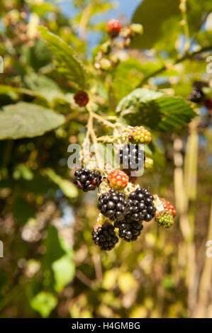 saftige saftigen Brombeeren Reifen in einem Cluster auf reife Brombeere Strauch Zweig Stockfoto