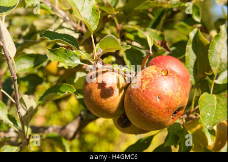 Haufen Äpfel Cox Reifen im Spätsommer-Sonnenschein Stockfoto