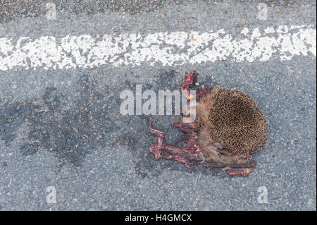 Schade, ist mangelnde Sorgfalt auf Feldweg und Igel zerquetschte Überreste von Seite Straße Curbside Verkehr Tragödie überfahren Stockfoto