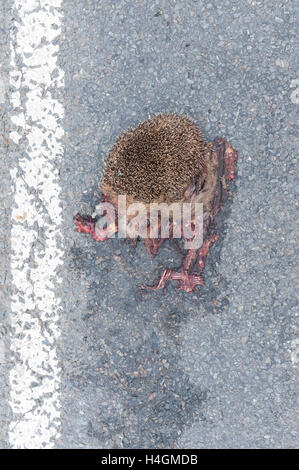 Schade, ist mangelnde Sorgfalt auf Feldweg und Igel zerquetschte Überreste von Seite Straße Curbside Verkehr Tragödie überfahren Stockfoto