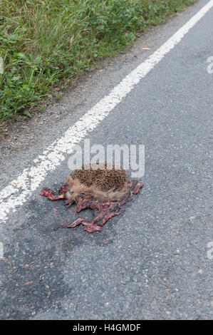 Schade, ist mangelnde Sorgfalt auf Feldweg und Igel zerquetschte Überreste von Seite Straße Curbside Verkehr Tragödie überfahren Stockfoto