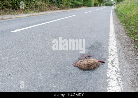 Schade, ist mangelnde Sorgfalt auf Feldweg und Igel zerquetschte Überreste von Seite Straße Curbside Verkehr Tragödie überfahren Stockfoto