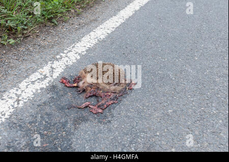 Schade, ist mangelnde Sorgfalt auf Feldweg und Igel zerquetschte Überreste von Seite Straße Curbside Verkehr Tragödie überfahren Stockfoto