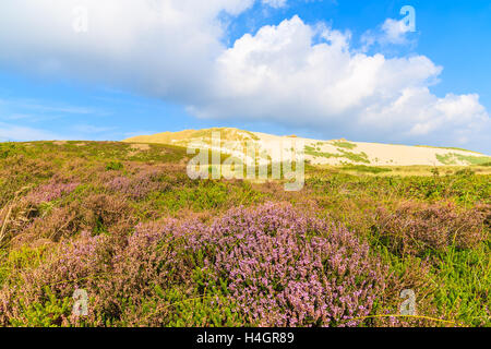 Heidekraut Blumen auf Wiese mit Sanddüne im Hintergrund die Insel Sylt, Deutschland Stockfoto