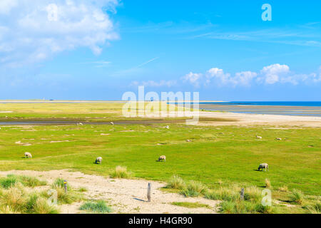 Schafe weiden auf grüner Wiese auf der nördlichen Küste von Sylt Insel nahe Liste Hafen, Deutschland Stockfoto