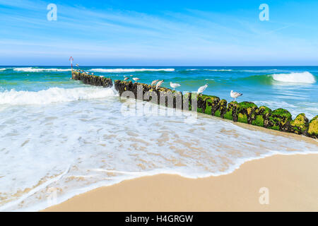 Möwen sitzen auf hölzernen Wellenbrecher am Nordseestrand in Kampen, Insel Sylt, Deutschland Stockfoto