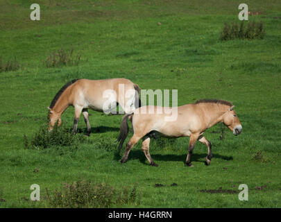 Prezwalski Pferd, (Equus Ferus Przewalskii), Whipsnade Zoo, Hertfordshire, Vereinigtes Königreich Stockfoto