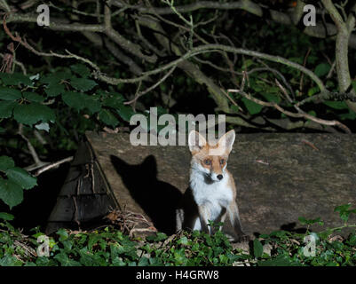 Urban Red Fox (Vulpes vulpes), stehend an der Wand neben einem Garten in einem Londoner Garten bei Nacht vergossen, Vereinigtes Königreich Stockfoto