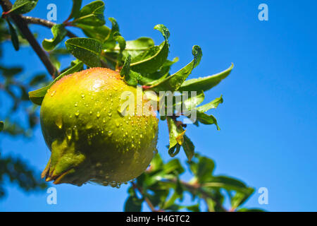 nassen Granatapfel Baum mit Regentropfen - nach Regen-Symbol Stockfoto