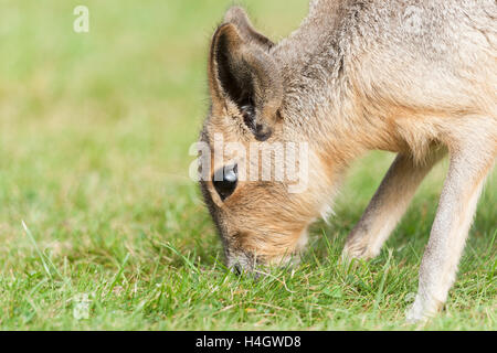 Mara sind ein großer Verwandter von der Meerschweinchen Stockfoto