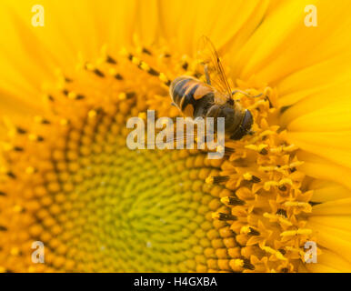 Eine Biene auf einer Sonnenblume sammeln Nektar Stockfoto