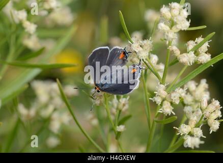 Graue Zipfelfalter Stockfoto