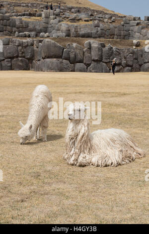 Zwei wilde Lamas auf dem Gelände Saksaywaman in der Nähe von Cusco, Peru Stockfoto