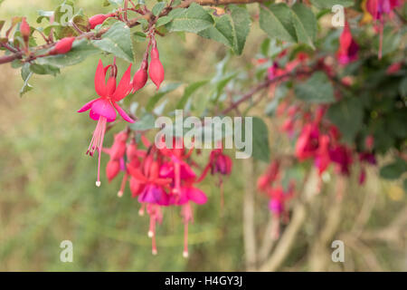Blumen in den Gärten von Cuzco, gebaut von den Spaniern nach der Eroberung der Inka Stockfoto
