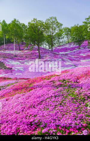 Die schöne rosa Shiba Sakura in Hokkaido, Japan Stockfoto