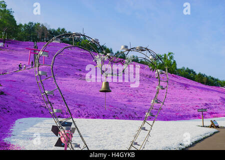 Die schöne rosa Shiba Sakura in Hokkaido, Japan Stockfoto