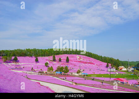 Die schöne rosa Shiba Sakura in Hokkaido, Japan Stockfoto