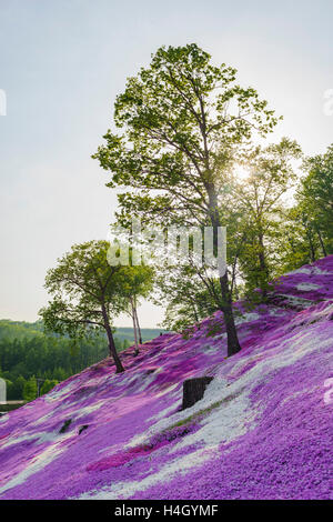 Die schöne rosa Shiba Sakura in Hokkaido, Japan Stockfoto