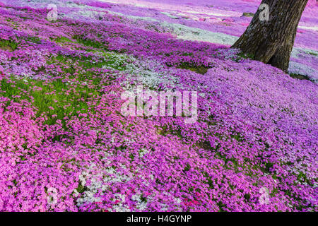 Die schöne rosa Shiba Sakura in Hokkaido, Japan Stockfoto