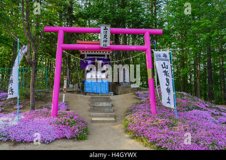 Die schöne rosa Shiba Sakura in Hokkaido, Japan Stockfoto