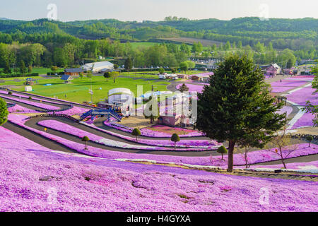 Die schöne rosa Shiba Sakura in Hokkaido, Japan Stockfoto