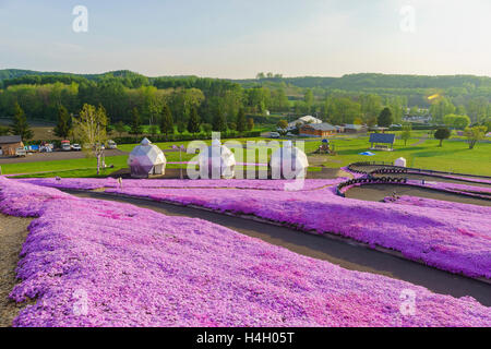 Die schöne rosa Shiba Sakura in Hokkaido, Japan Stockfoto