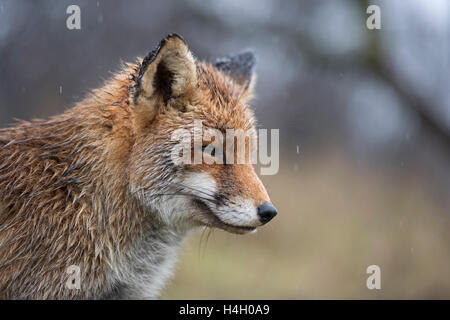 Rotfuchs / Rotfuchs (Vulpes Vulpes), nass, Closeup, Kopfschuss, Porträt in Regen, an einem regnerischen Tag, Spaß, lustig. Stockfoto