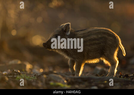 Wildschwein / Wildschwein (Sus Scrofa), kleine Ferkel, Hintergrundbeleuchtung Situation, etwa zwei Wochen alt, den Waldboden zu erkunden. Stockfoto