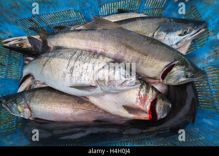 Wilderei Silberlachs, Sachalin, Russland. Stockfoto