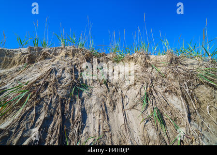 Rasen Sie in den Sand, Sachalin, Russland. Stockfoto