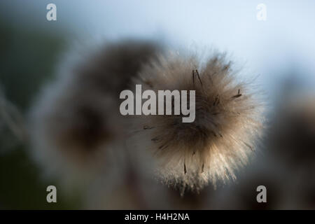 Heiligen Distel Stockfoto