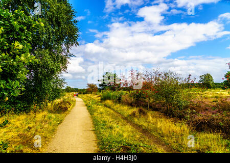 Wandern und Radfahren durch die Wälder und Heidefelder der Region Veluwe in den Niederlanden in der Provinz Gelderland Stockfoto