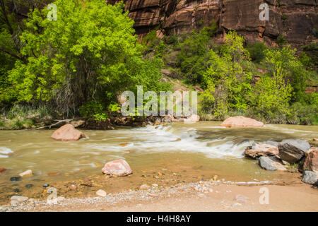 kleine Stromschnellen auf Virgin River North Fork im Zion Canyon National Park in Utah USA Stockfoto