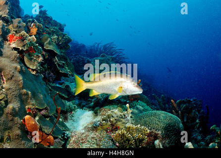 Schulmeister-Schnapper (Lutjanus Apodus) auf das Riff, Trinidad, Karibische Meer Stockfoto