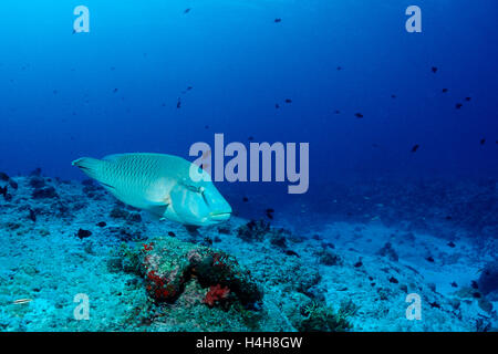 Napoleonfish oder Buckelwale-Lippfisch (Cheilinus Undulatus), blaue Ecke, Palau, Mikronesien, Pazifik Stockfoto