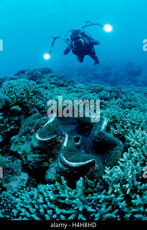 Taucher und Fluted Riesenmuschel (Tridacna Squamosa), Palau, Mikronesien, Pazifik Stockfoto
