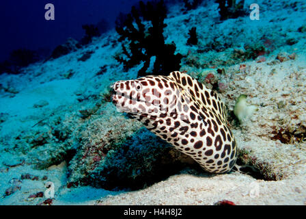 Großen Laced Moray oder Honeycomb Moray (Gymnothorax Favagineus), Ari Atoll, Malediven, Indischer Ozean Stockfoto