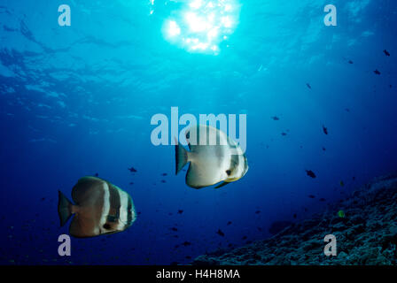 Altrosa Seefledermaus oder rot konfrontiert Fledermausfisch (Platax Pinnatus), Malediven, Indischer Ozean Stockfoto