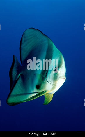 Altrosa Seefledermaus oder rot konfrontiert Fledermausfisch (Platax Pinnatus), Malediven, Indischer Ozean Stockfoto