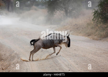 Gnus (Connochaetes SP.) springen über Strecke, Tarangire Nationalpark, Tansania Stockfoto