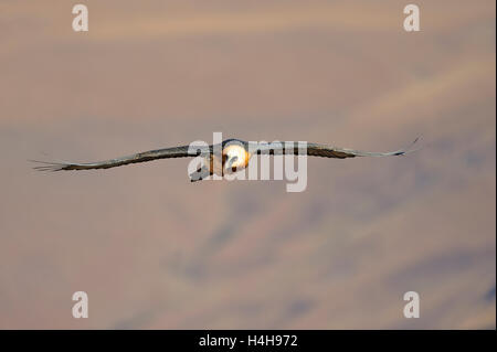 Bartgeier im Flug (sollten Barbatus), des Riesen Schloss Nationalpark, Kwazulu-Natal, Südafrika Stockfoto